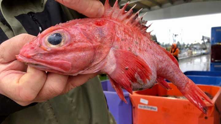 Cast a line and not get a fine: It's free fishing weekend in Washington