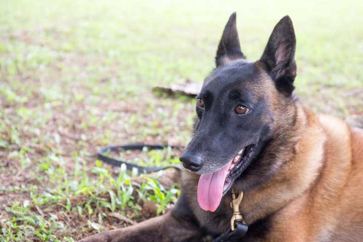 Jackson Girl Scout Receives Honor After Helping Police Department with New K9 Unit
