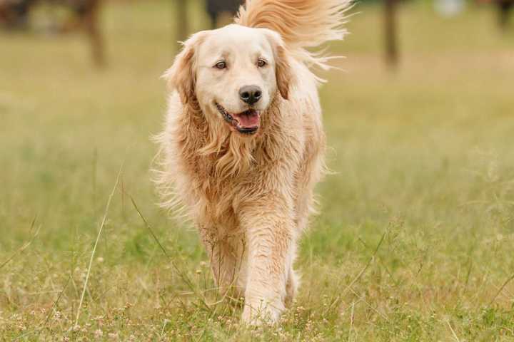 Missing Dog Reunites with Family After 100