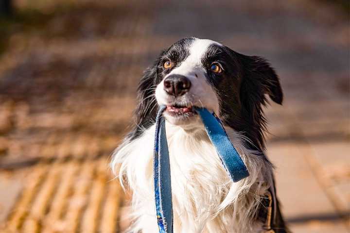 You’ll Never Walk Alone with These 11 Trusty Dog Breeds
