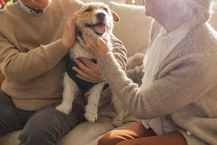 Woman Feels 'Hurt' After In-Laws Keep Bringing Dog Over