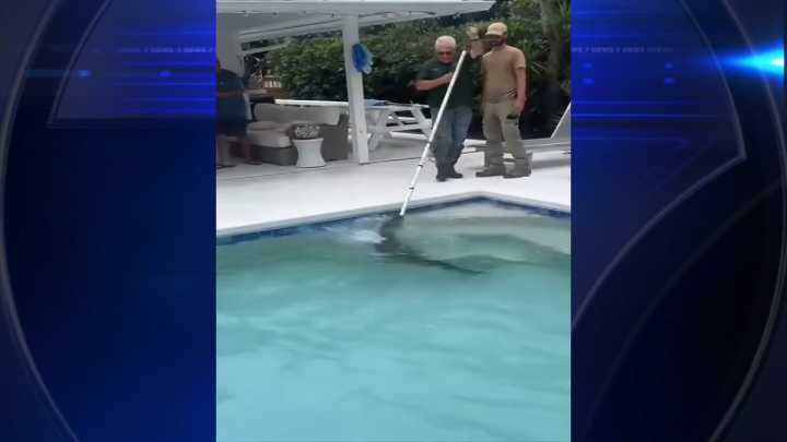 Deputies remove alligator from pool in Jensen Beach 