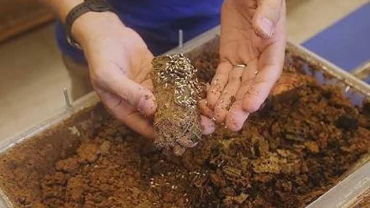 New Hybrid Termites Found in Florida: Why Experts Are Xoncerned