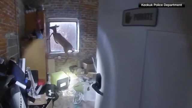 Keokuk, Iowa police bodycam video shows deer trapped inside salon