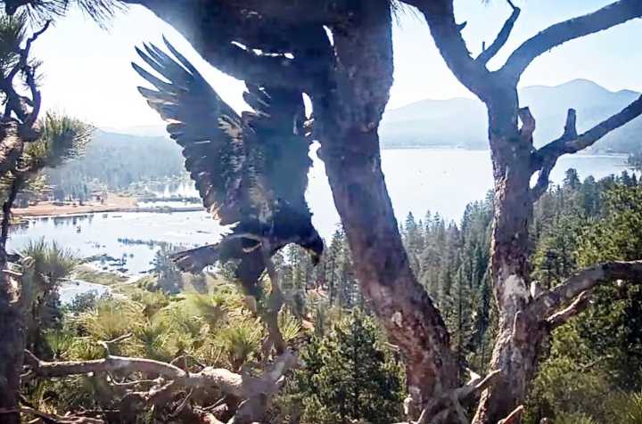 Big Bear bald eaglet Gizmo flies — days after sister Sunny’s first flight