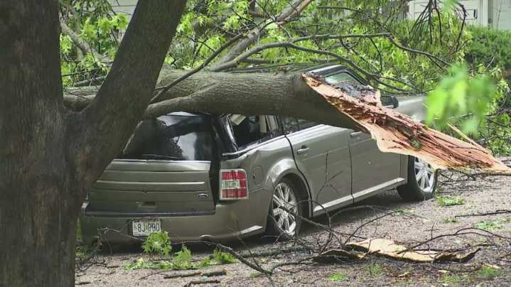 Metro driver describes tree that fell on car within inches of striking him