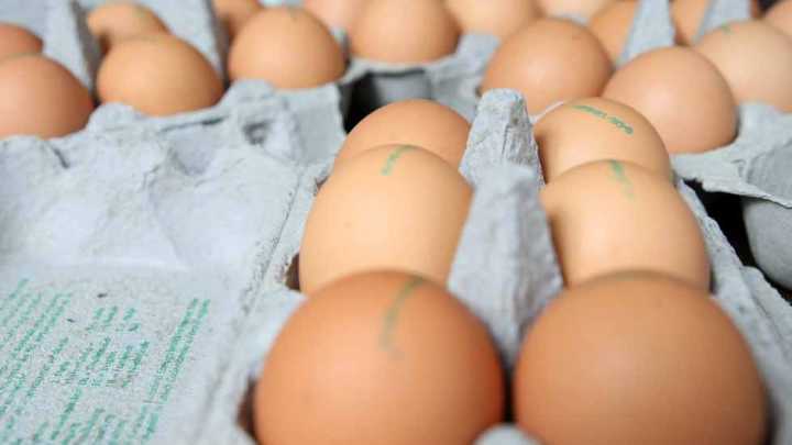 Investigan brote de salmonela en EEUU vinculado a huevos