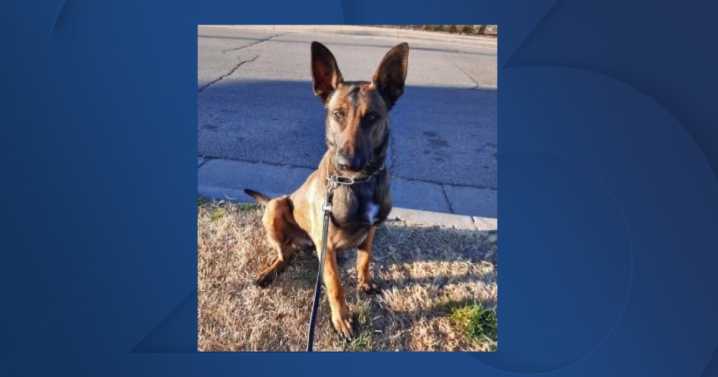 Experts weigh in on how long the Sheriff's K-9 may continue to serve