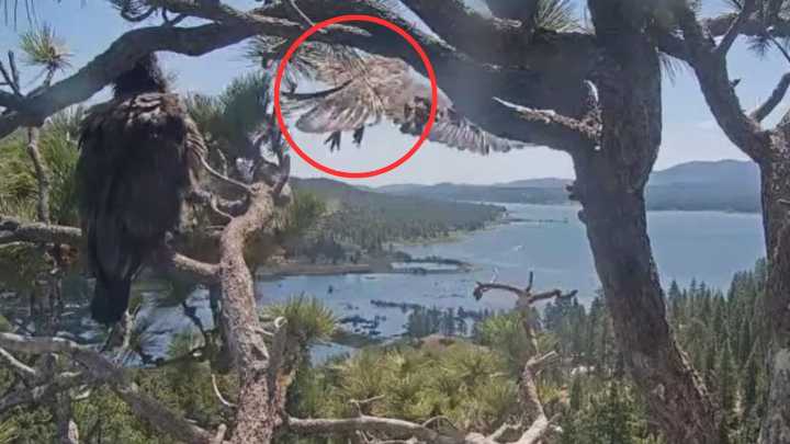 Big Bear bald eagle update: Sunny the eaglet takes 1st flight from nest