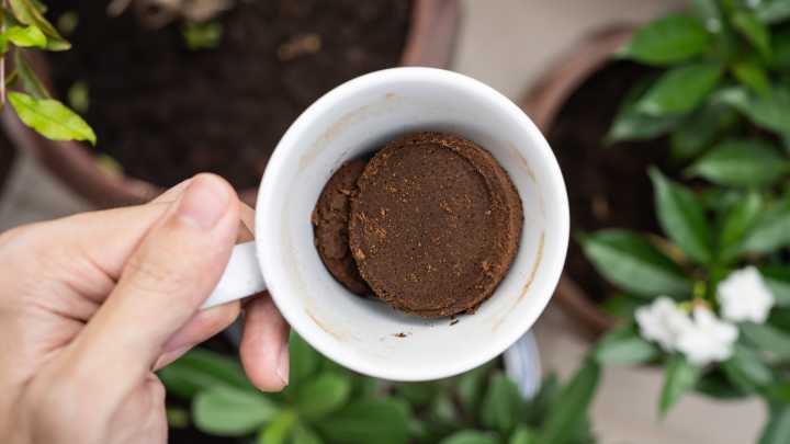 12 Flowers In Your Garden That Will Thrive When You Add Coffee Grounds