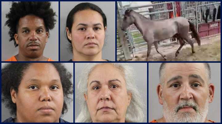 Lake Wales animal cruelty case: Multiple arrests, 1 horse dead on scene