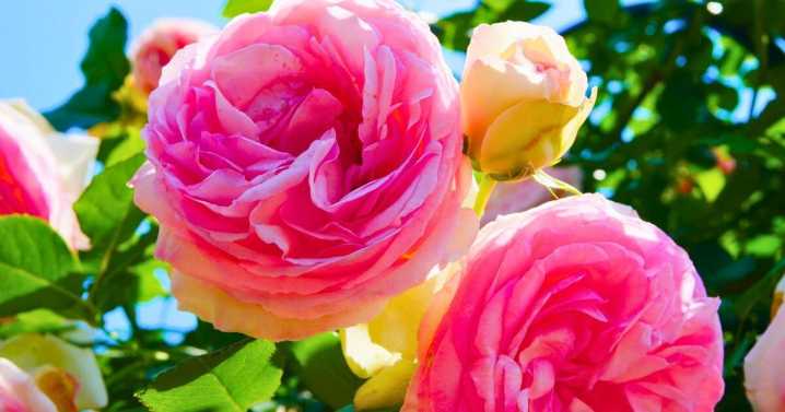 Roses will bloom brilliantly all summer if you add 1 simple item to the soil
