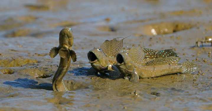 MPA 2025 Opens For Entries With Past Winning Images That Put The Spotlight On Conservation