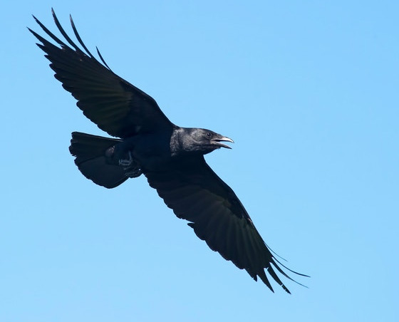 Art Lander’s Outdoors: Crows, with their raucous call, are one of Kentucky’s most abundant birds