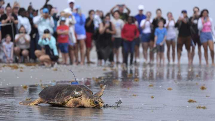 Dilly Dally the sea turtle released on Florida beach after flipper amputation