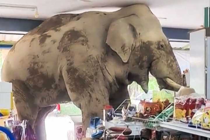 Elephant Stomps into Grocery Store in Thailand to Steal Snacks, Cause Chaos