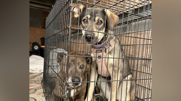 Groups in La Ronge racing to rescue as many animals as they can after wildfires force evacuation