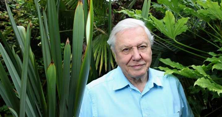 National treasure David Attenborough continues to rake in millions despite now being 99