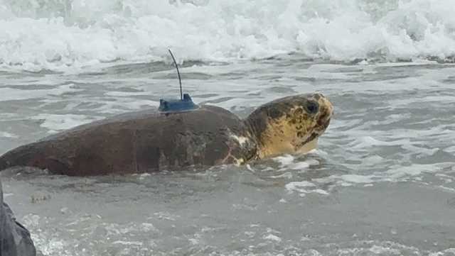Amputee sea turtle returns to ocean with help