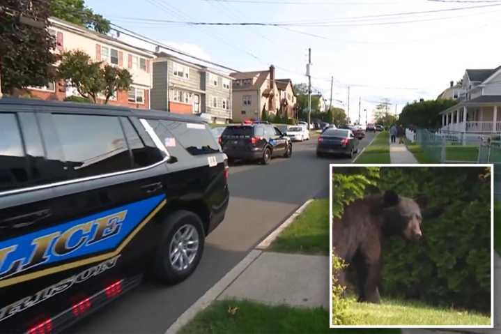 Cop kills bear in suburban Westchester, horrifying neighbors as state questions story
