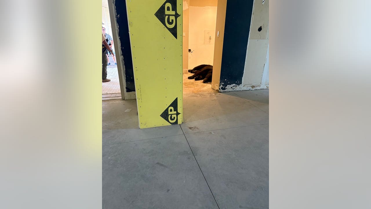 Florida bear takes dip in Gulf, then power naps in condo lobby