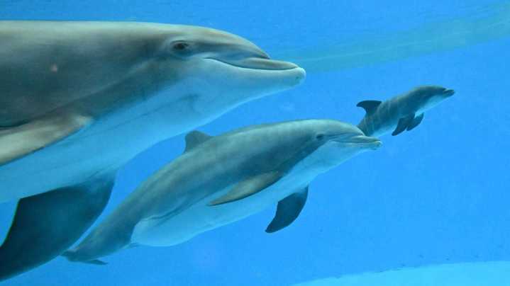 Chicago dolphin calf born with help of fellow mom at zoo