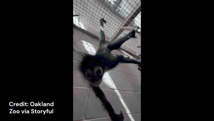 Watch: Spider monkey rescued during drug bust now thriving at the zoo