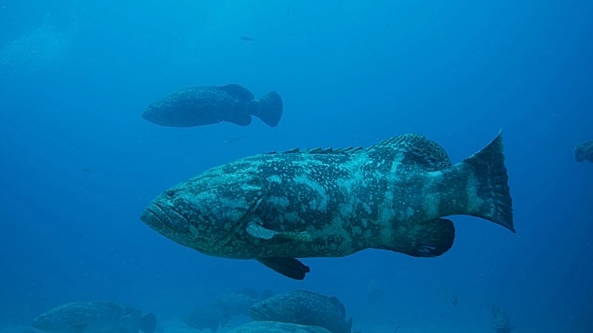 Trump pardons 2 Florida divers who freed 19 sharks and a goliath grouper