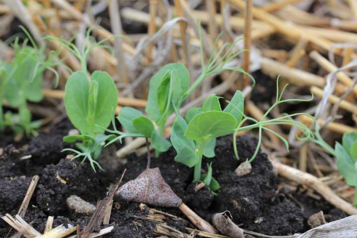 Farmers looking for rain as seeding winds down