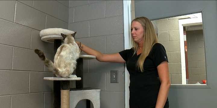 Etowah County animal agencies hosting Paws at the Falls event