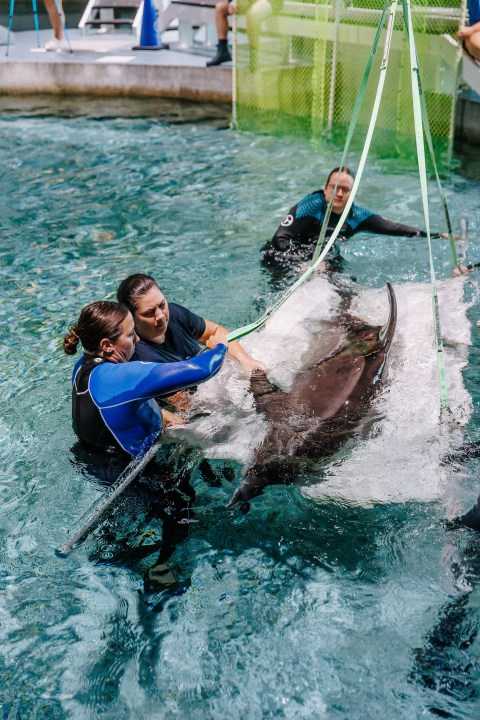 4 Gulf World dolphins moved to Clearwater Marine Aquarium