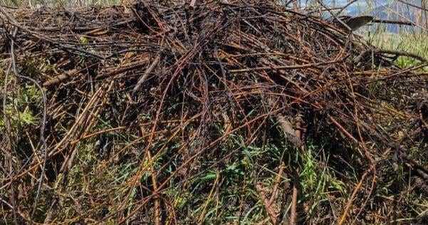 Beavers, acequias and New Mexico's watersheds: Advocates explore how to navigate coexistence