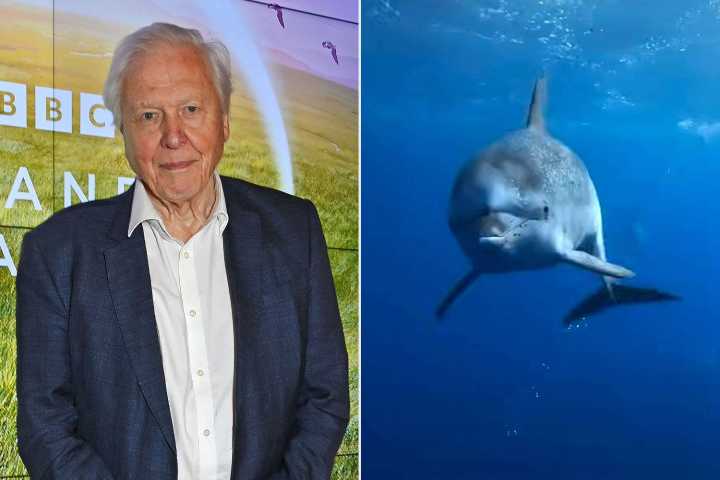 David Attenborough, 99, Returns with New Nature Documentary (Exclusive)