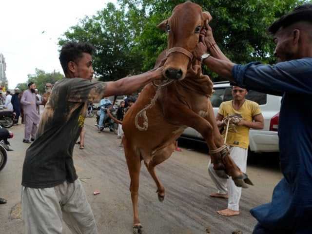 One dead, 144 injured in Eidul Azha animal sacrifice accidents across country