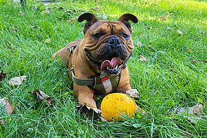 He Strangled a Beloved Bulldog — Then Scattered Dog's Remains Around Town: 'Sickening Beyond Comprehension'