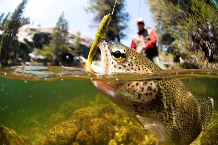 Only These 4 Days, You Don't Need an Illinois Fishing License