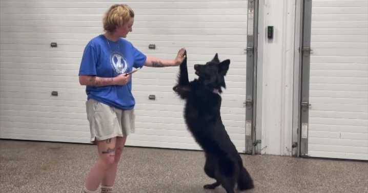 New state bill increases penalties for service animal misrepresentation