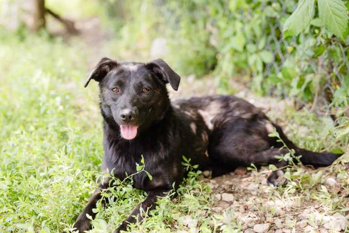 Meet Casey, The Practically Perfect Puppy That’s Adoptable in Warrick Co.