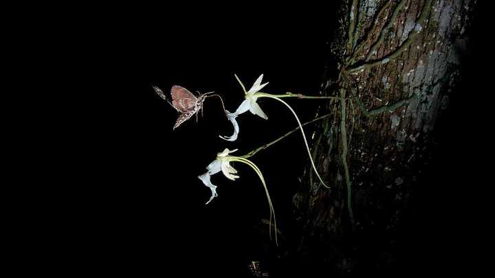 Facing extinction, rare Florida swamp flower could get more protections