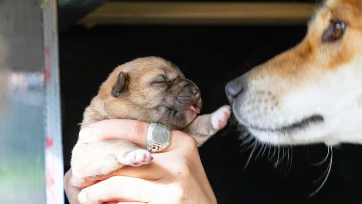 Dingo Rates My Baby: Rare Dingo Puppy Birth Caught On Camera