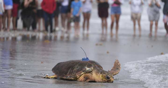 Sea turtle Dilly Dally released into the ocean with three flippers after undergoing amputation