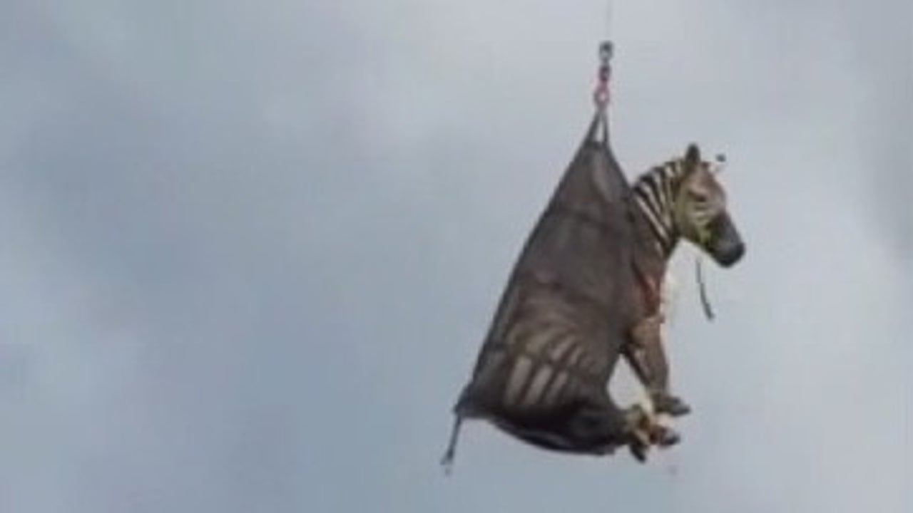 Runaway zebra captured. Plus, other trending stories