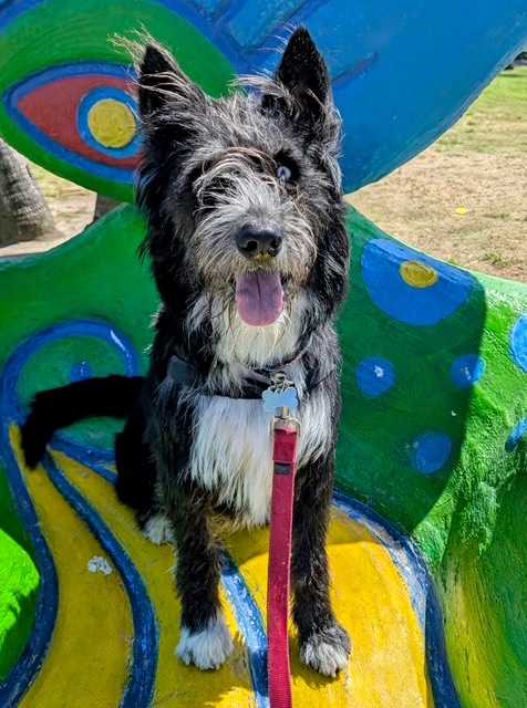 Adoption Rates Up at PAWS, Set for a Record