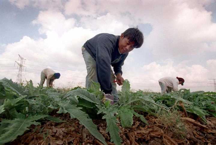 ¿Por qué había tantos agricultores tailandeses entre los rehenes de Hamás?