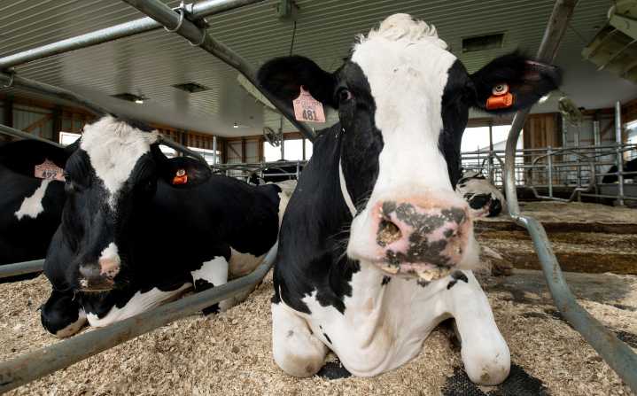 UMaine’s new robotic milker shows the future of the state’s dairy industry
