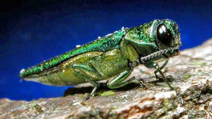 'One of worst invasive pests we've seen' is in SC: emerald ash borer