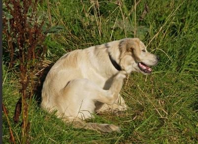 ‘Pet Pals TV’: How to keep your pet safe from fleas