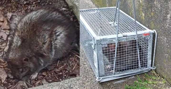 New Bedford’s rat retreat: City reports slashing rodent numbers with aggressive strategies