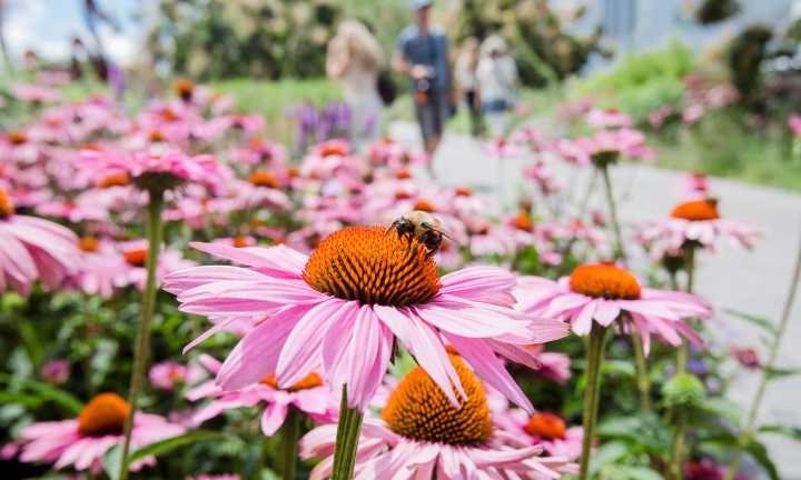 The High Line Becomes an Open-Air Science Museum for Summer