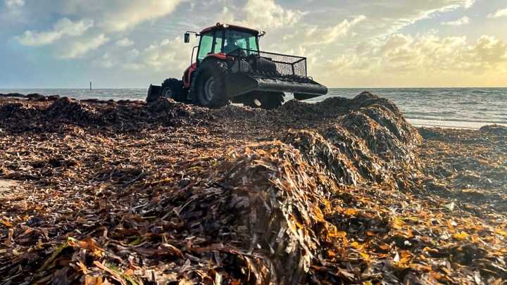 Southeast Florida might be spared from record-shattering Sargassum season